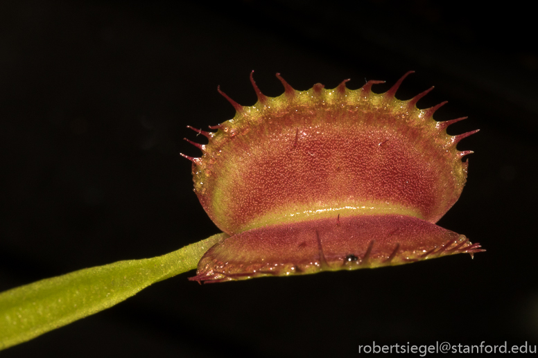 venus flytrap